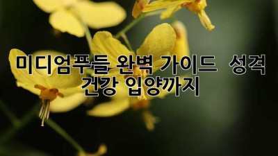미디엄푸들: 완벽 가이드 - 성격, 건강, 입양까지